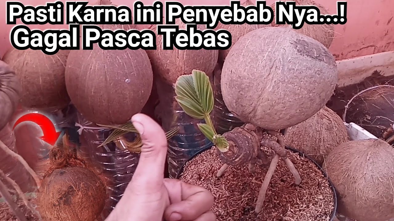 Gagal Nya Penebasan BONSAI KELAPA Pasti Ini Salah Satu Penyebab  Nya....!