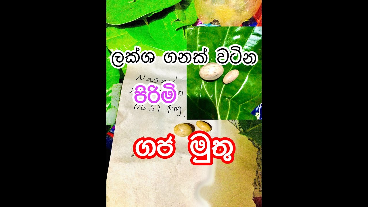 ලක්ශ ගනක් වටින පිරිමි ගජ මුතු. /Millions worth of male pearls