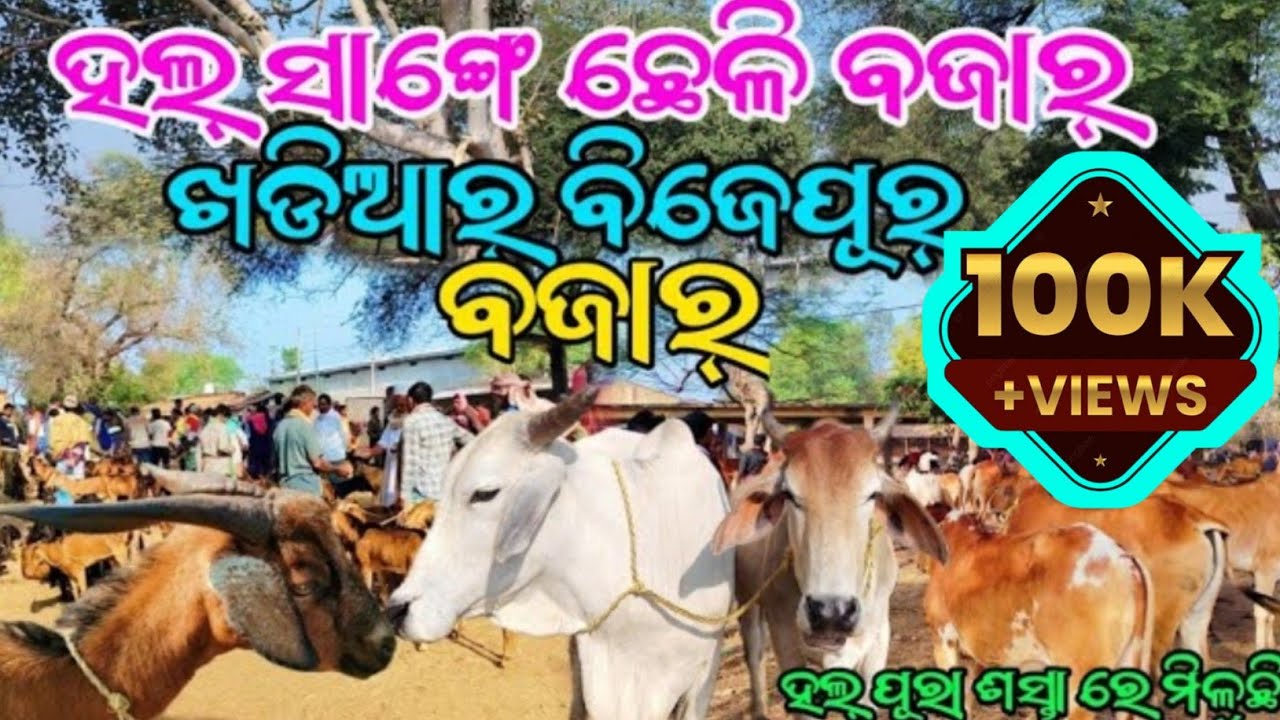 ହଲ୍ ସାଙ୍ଗେ ଛେଳି ବଜାର୍🐂 ଖରୀଆର୍ ବିଜେପୁର ବଜାର୍🐐 ଖରୀଆର୍ ବିଜେପୁର ବଜାର୍ ନୂଆପଡ଼ା @Bazarvloger 