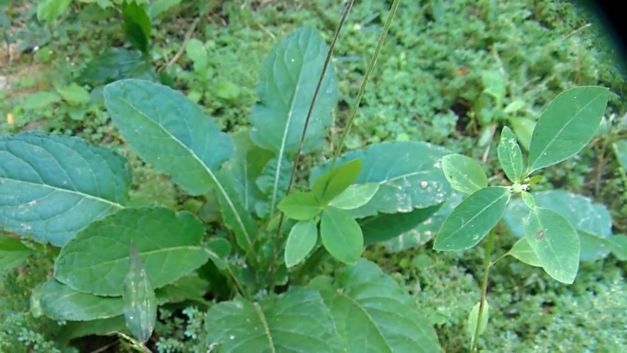 Ch&aacute; de l&iacute;ngua de vaca uma planta especial pra problemas urin&aacute;rios e mais