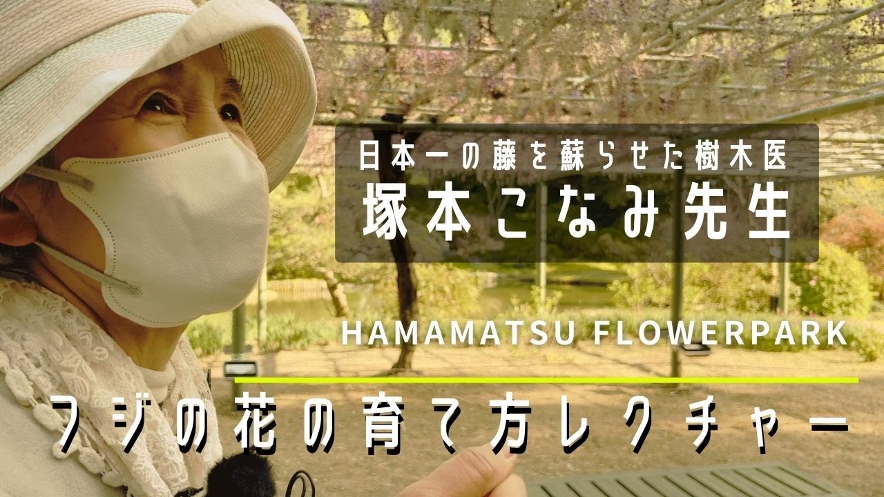 【フジの花の育て方】フジの花の第一人者である塚本こなみ先生から、育て方をレクチャーしてもらいました【はままつフラワーパーク】【園芸】