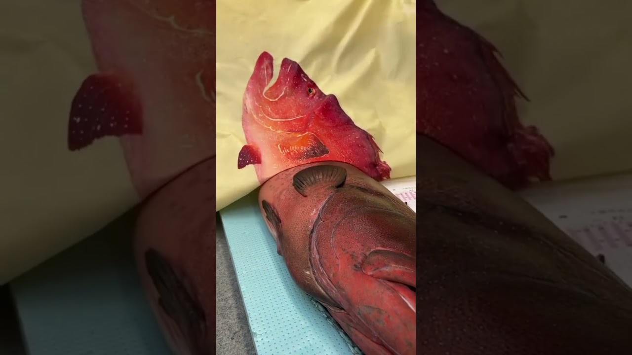 How Japanese Record A Fish They Catch 🤯 