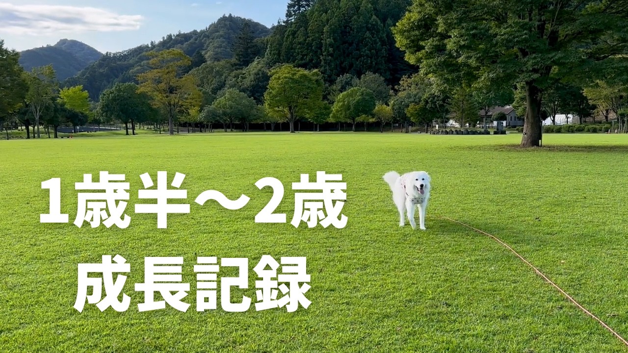 グレートピレニーズの1歳半～2歳成長記録【ゆる動画】
