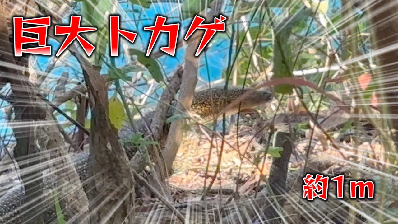 観光地にデカい野生のトカゲが…
