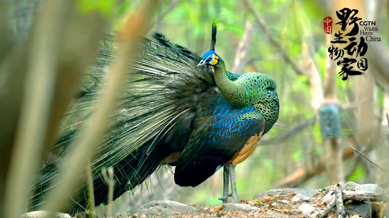 CGTN's 8K documentary clip 3: Dragon bird descends