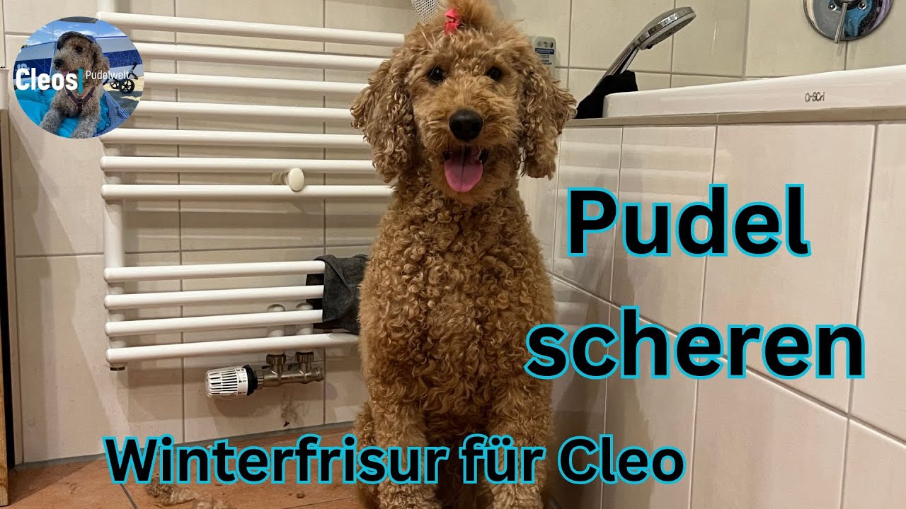 Pudel scheren - Winterfrisur für Cleo