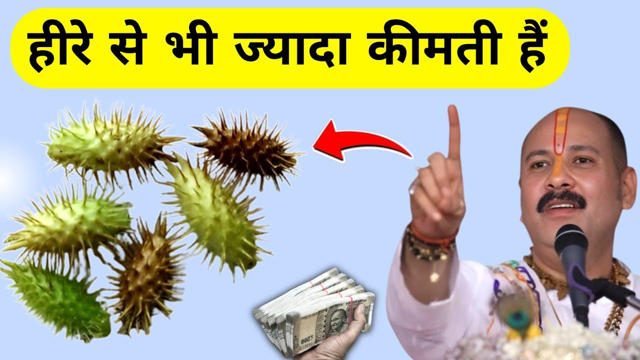 जंगल में छिपा हीरे से कीमती खजाना! छोटा धतूरा की पहचान करें, मिले तो मौका न गंवाएं #plant_benefits