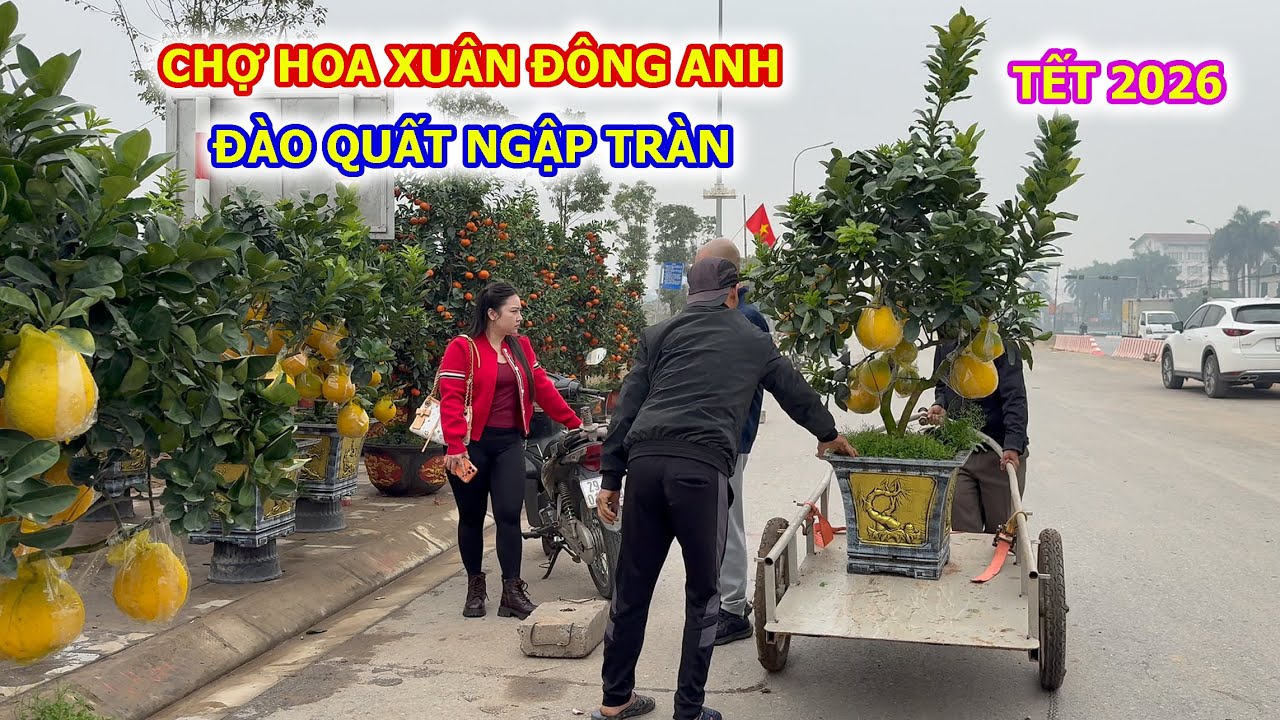 ĐÀO QUẤT BƯỞI BẮT ĐẦU XUỐNG PHỐ NGẬP TRÀN CHỢ HOA XUÂN ĐÔNG ANH TẾT 2026