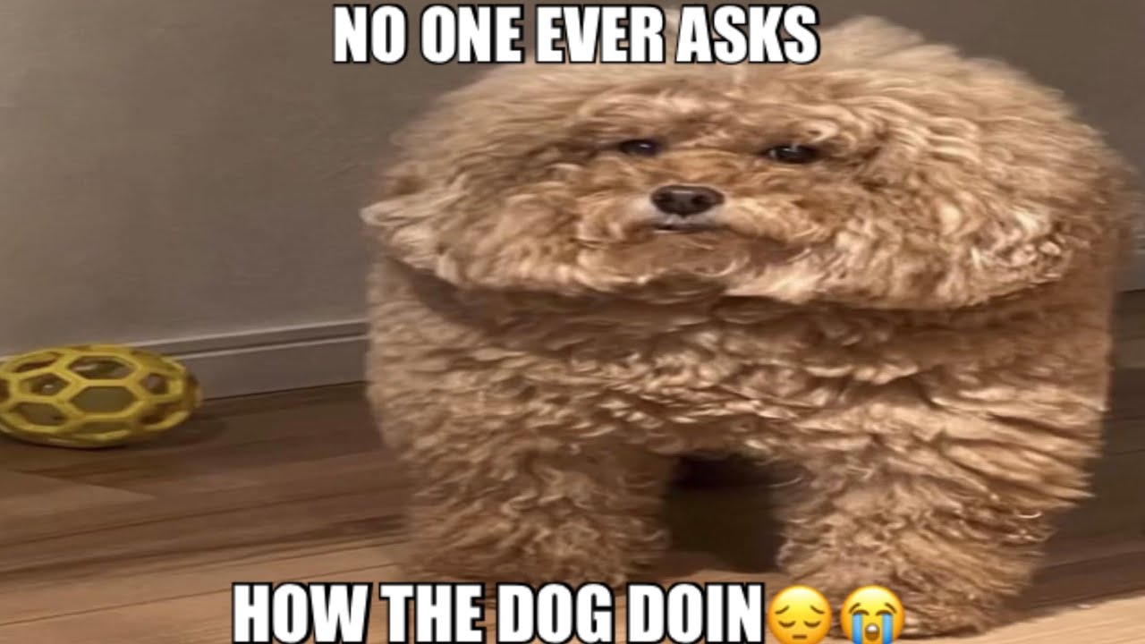 КАК поживает собака?