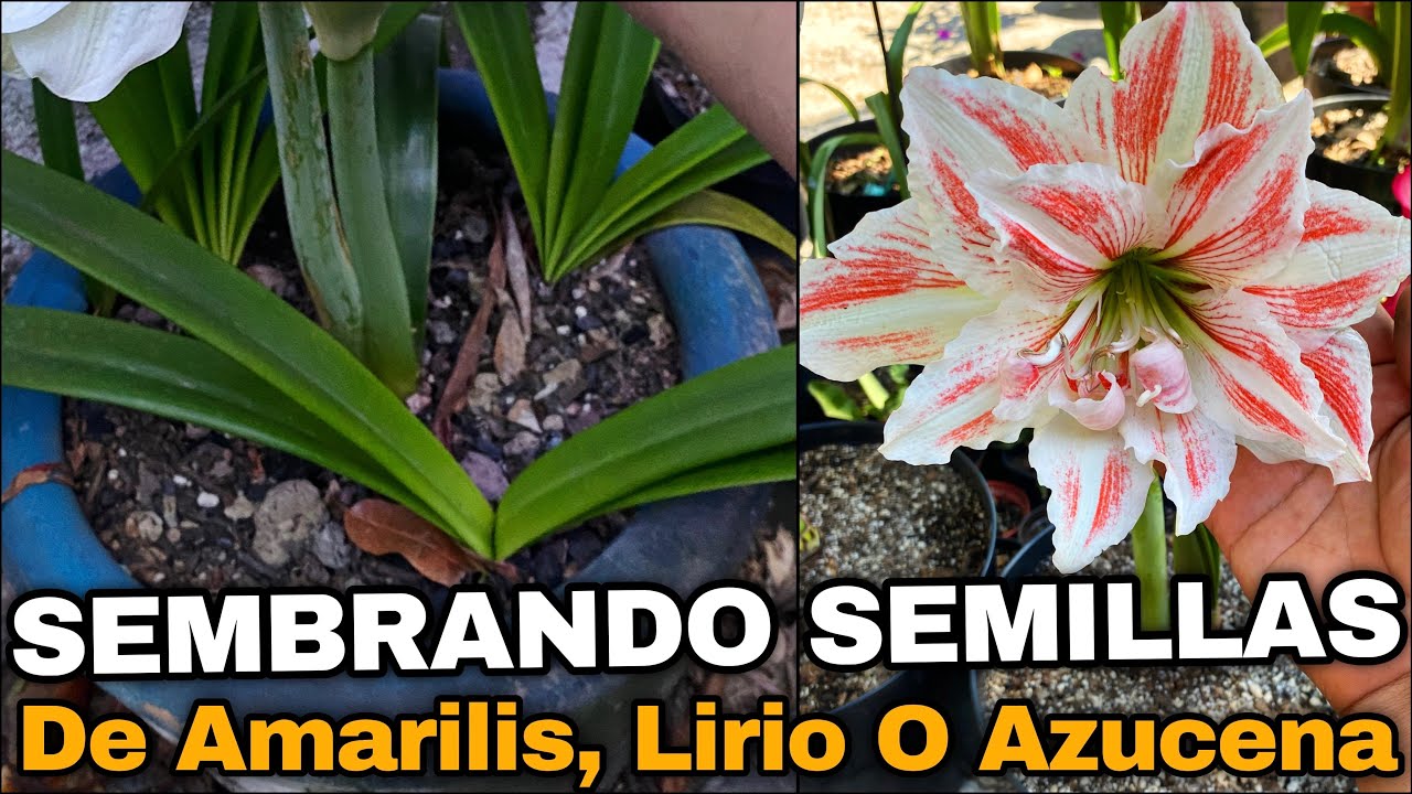 Cómo SEMBRAR, PLANTAR y TRASPLANTAR SEMILLAS De AMARILIS o Azucenas