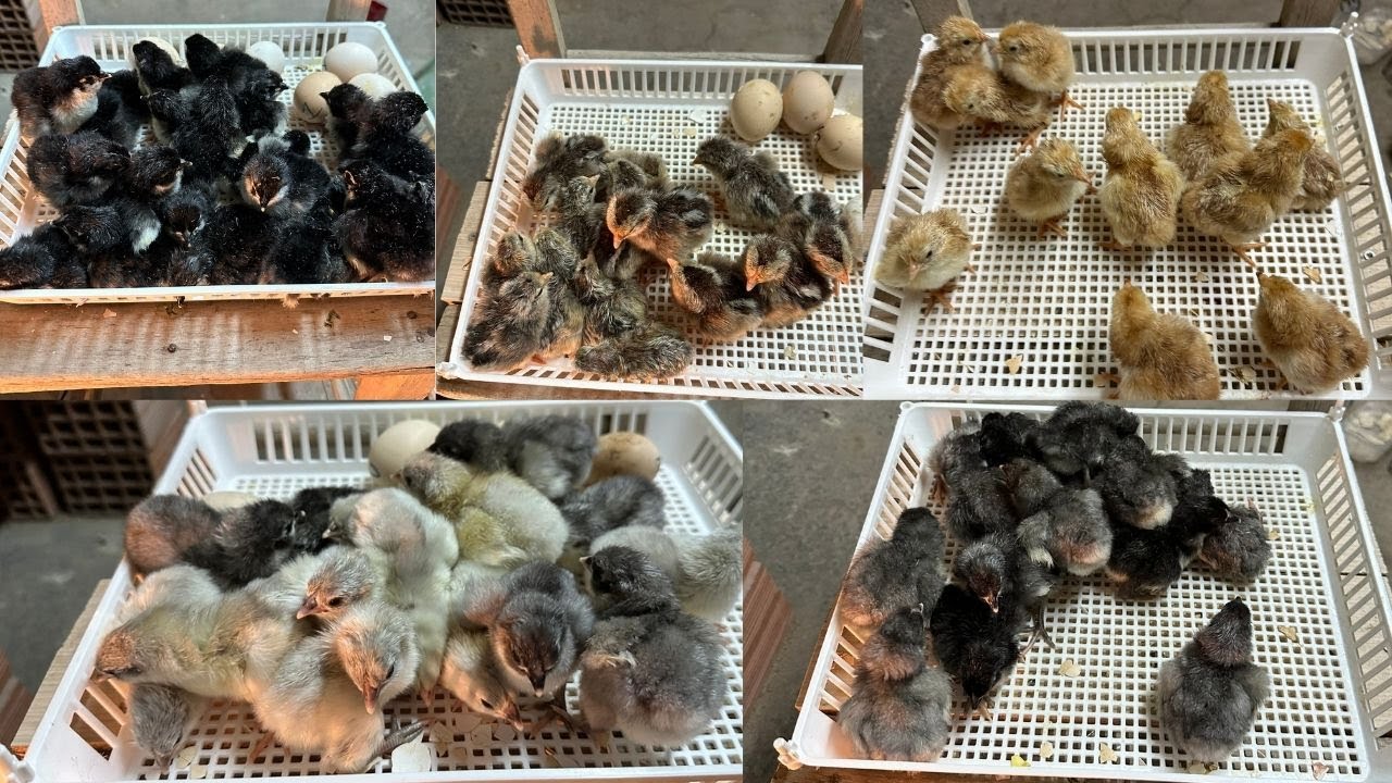 AUSTRALORP VE LİGORİN CİVCİVLER ÇIKTI - ANAKUCAĞI DOLDU TAŞTI