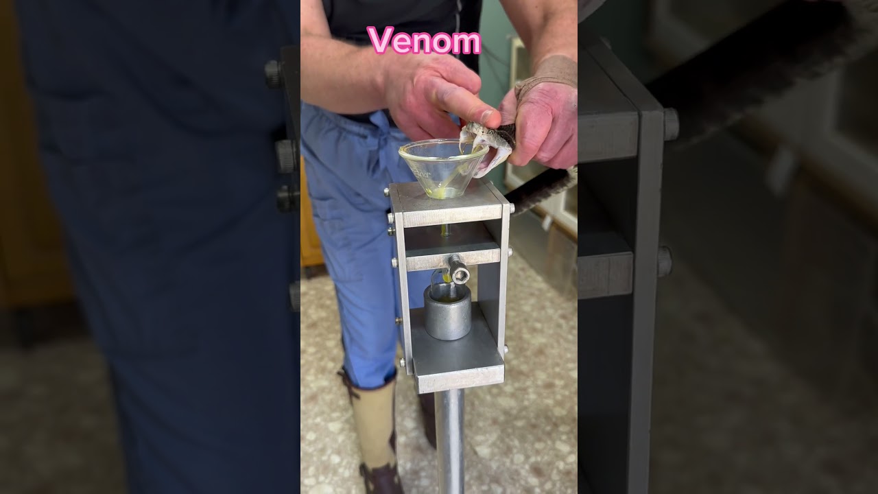 Jararaca venom extraction. #venomous #pitviper #bothrops #venom