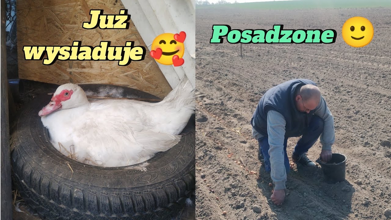 313. Kaczki usiadły na jajka 🥰 wędzenie kiełbasy 😋 co u zwierzaków 🐔🐐🐮 cebula posadzona 🧅