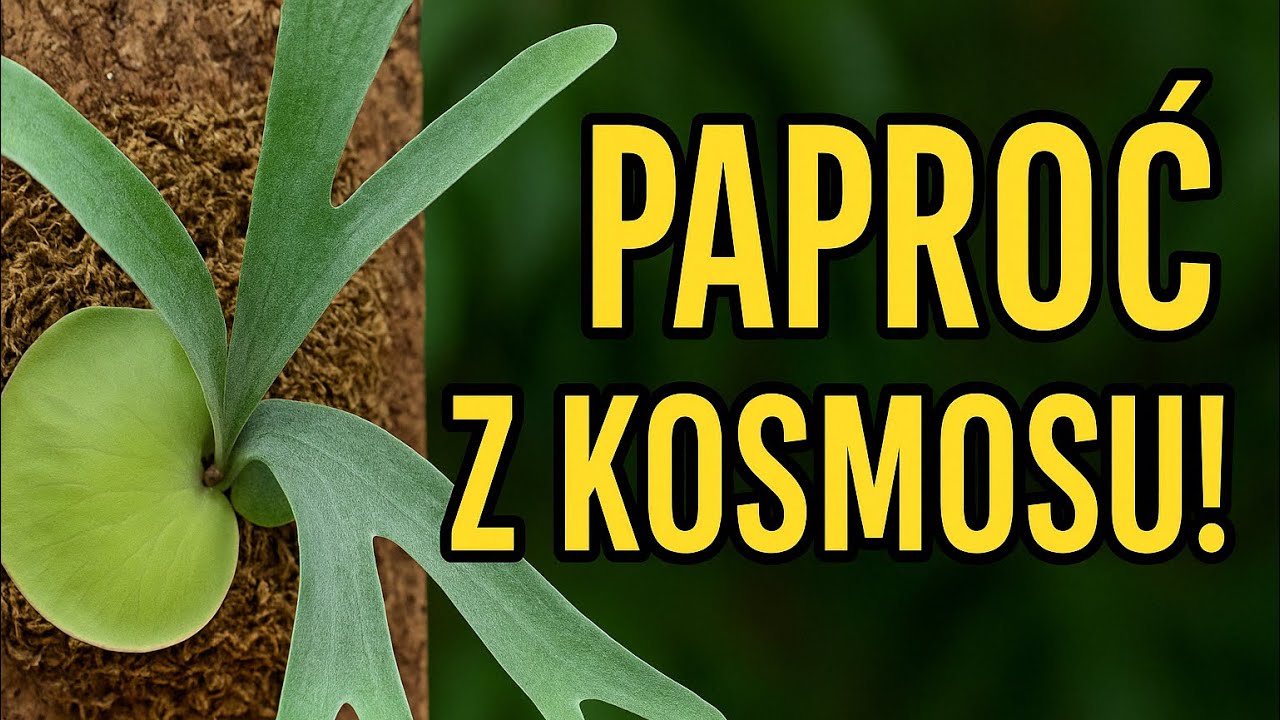 Platycerium od A do Z – uprawa, montaż, ciekawostki | Zielone Okno