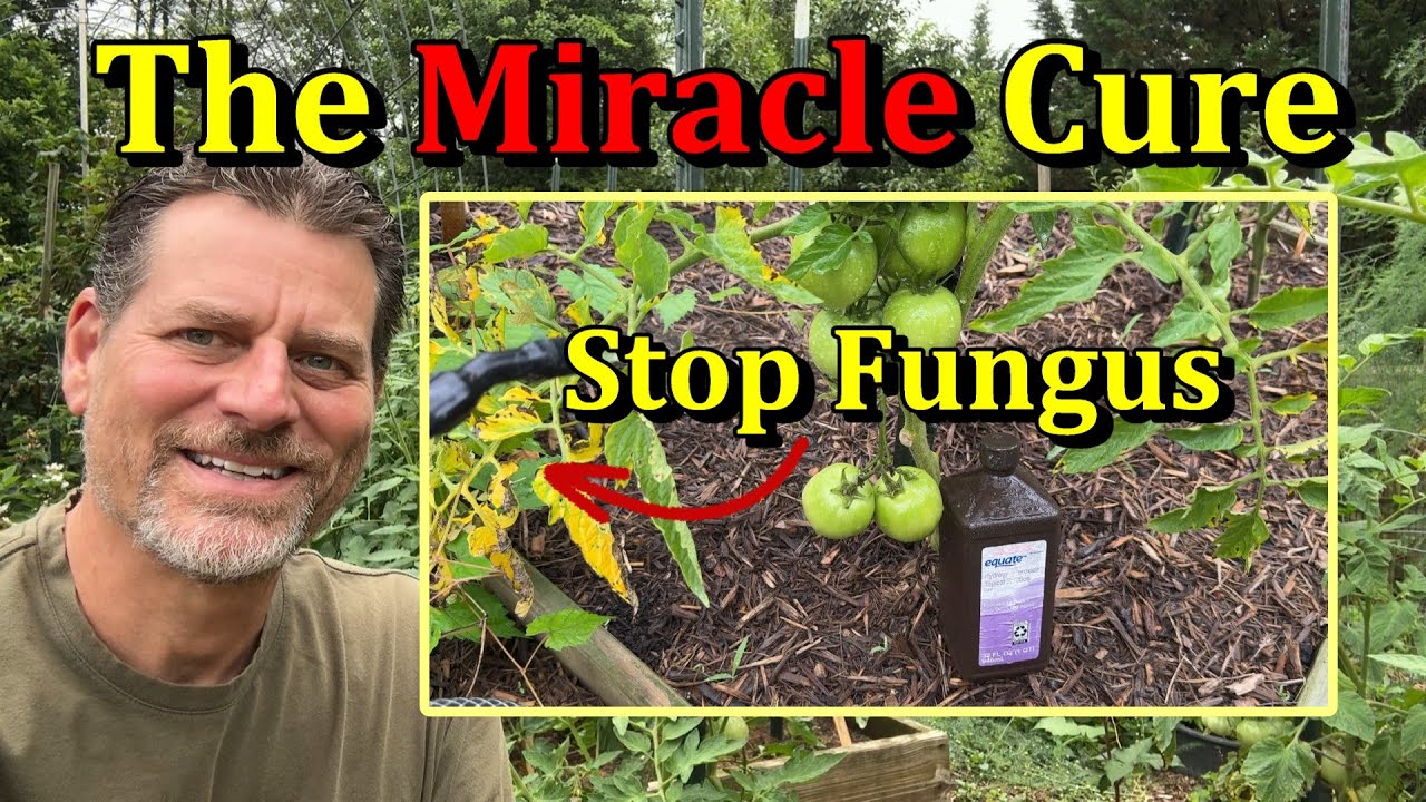Hydrogen Peroxide Spray Stops Tomato & Pepper Diseases (Spray Mixes for Prevention & Outbreaks)
