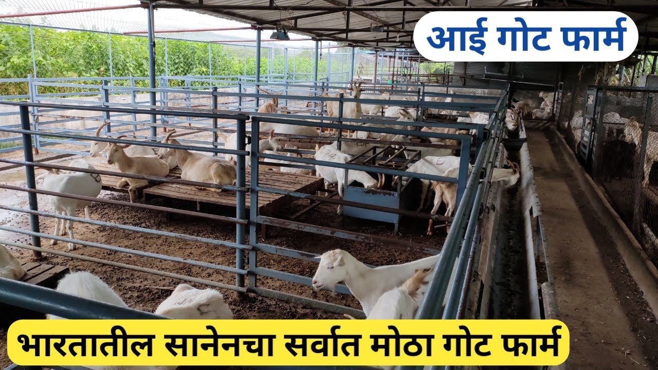 आई गोट फार्म | कसा चालतो भारतातील सानेन जातीचा सर्वात मोठा गोट फार्म ?