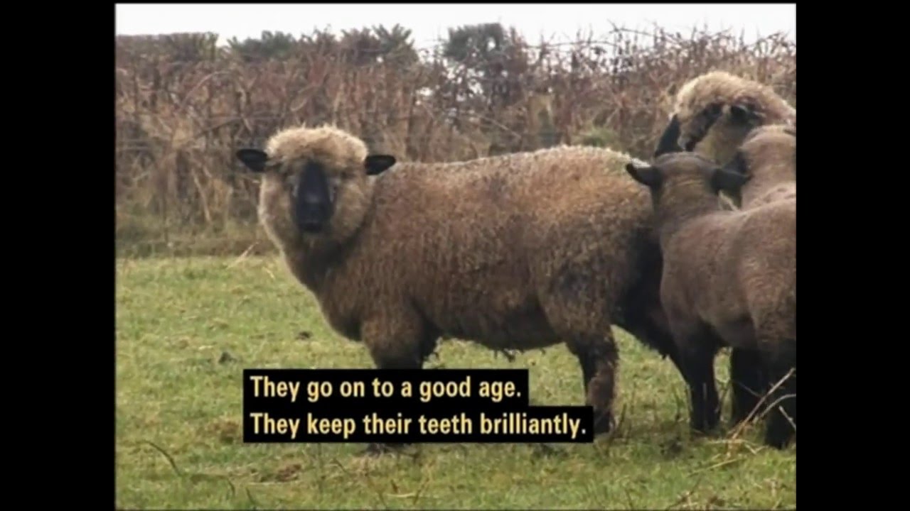 Maes-Glas Hampshire Down Sheep on 
