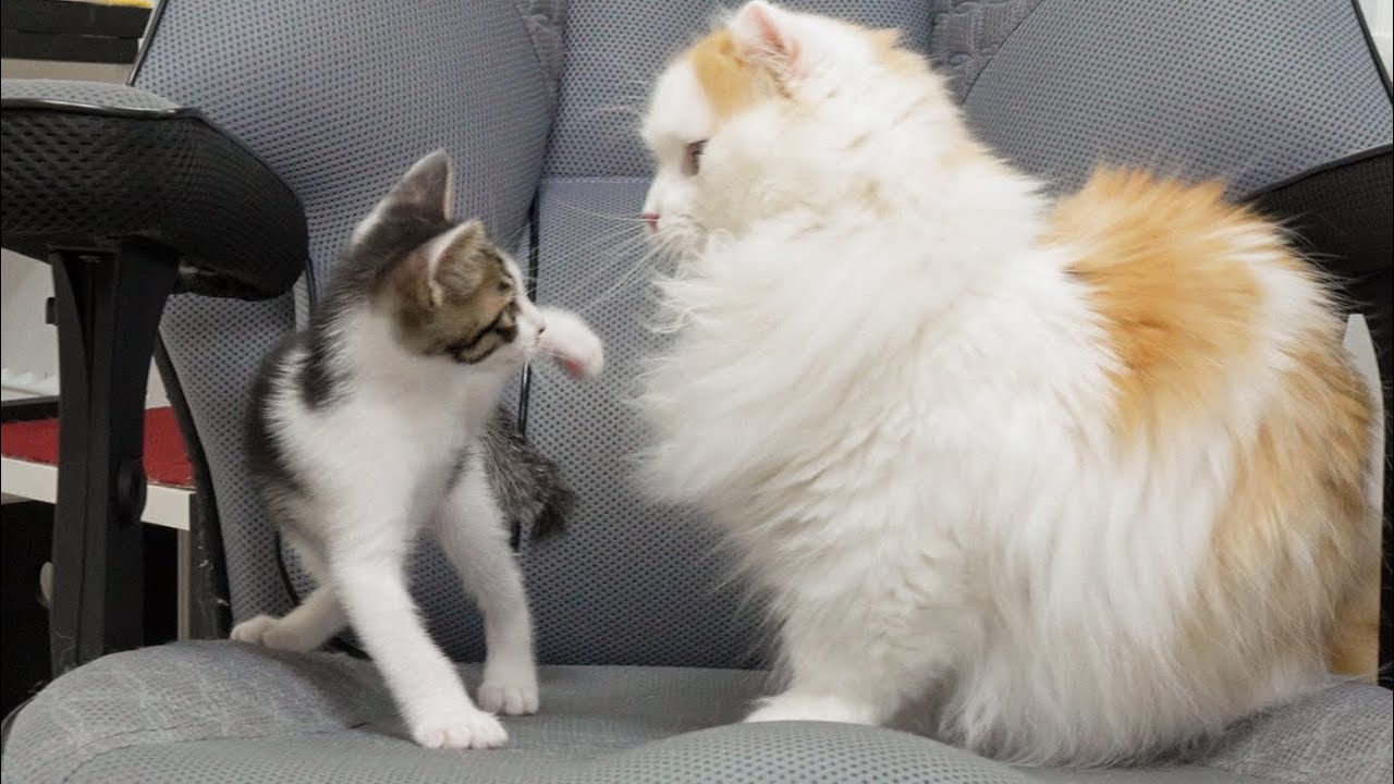 The Rescued Kitten Makes a Big Mistake in front of the Big Cat │ Episode.48