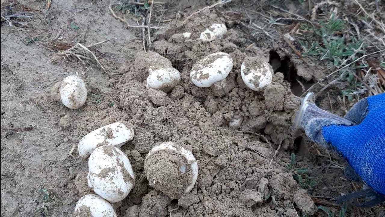 Toprak altı mantar nasıl bulunur? mantar avı, Her yerde çıkmayan doğal mantar. mushroom hunt