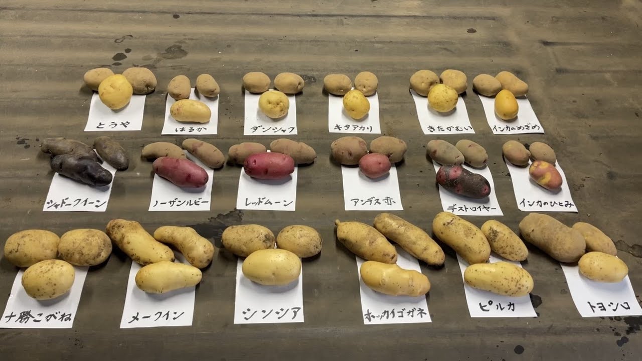 【ジャガイモ栽培】ホームセンターで購入した１８品種のジャガイモを育てた結果、家庭菜園でオススメしたいジャガイモ22/6/23