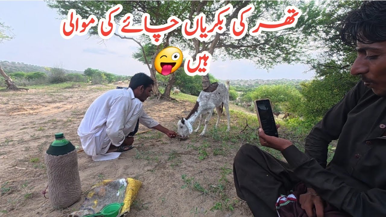 Best Morning in Tharparker desert enjoyed with shepherd of desert and took tea in desert people 