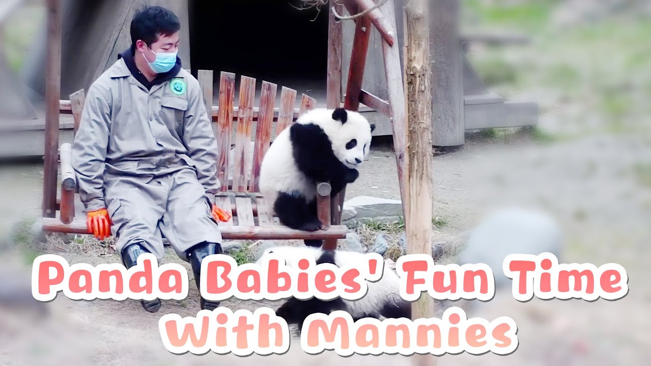 When Male Nannies Babysit Naughty Pandas, Fun Time Starts | iPanda
