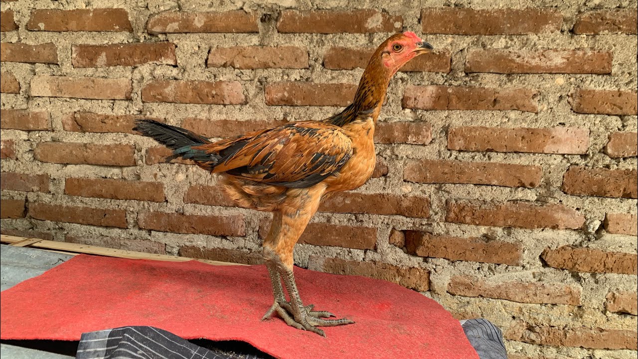 BELUM ADA RENCANA DI JUAL YA SOBAT2 PENGHOBI🙏🙏 