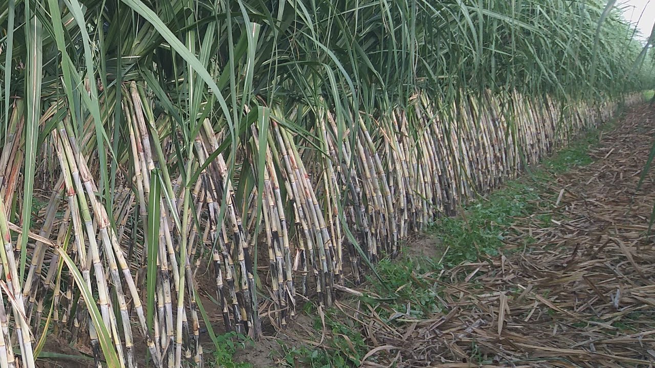 कमाल है. किसान की मेहनत देखिए. 9fit लाइन से लाइन की दूरी पर  गन्ना