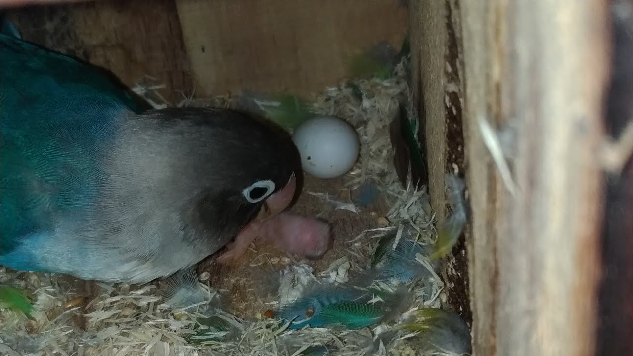 Telur Perdana Lovebird Hasil Indukan Mangsi (J) x Josan (B)