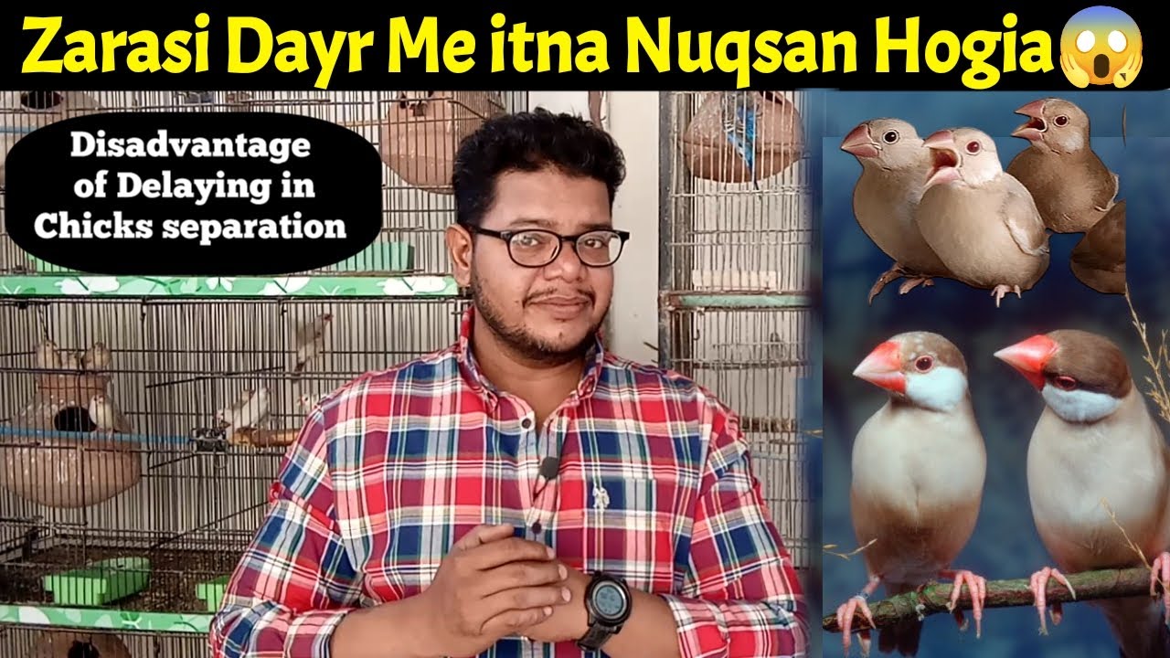 Disadvantage of delaying in Java self chicks separation | Java Sparrow | java finch | java birds