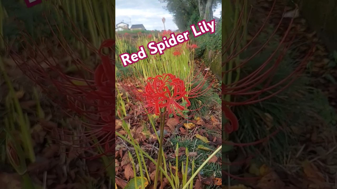 Japanese Buddhism's Flower Of Death - Red Spider Lily