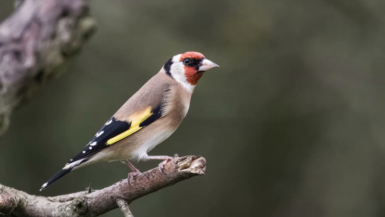 Chant du Chardonneret élégant - BirdCam
