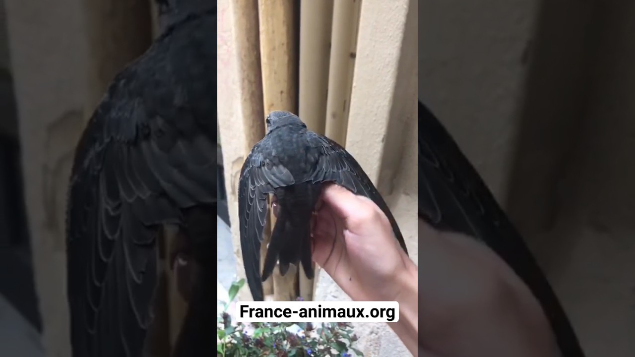 Martinet noir - Apus apus - hirondelle - France animaux org