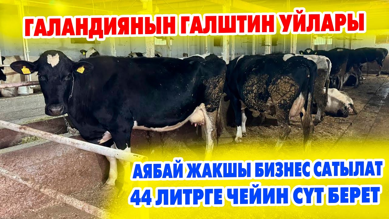 ГАЛШТИН уйлары 15 эле баш бар ~ Баары бирдей, 2-3 торпок берген ~ АСЫЛ ТУКУМ порода ~ Сандан сапатка