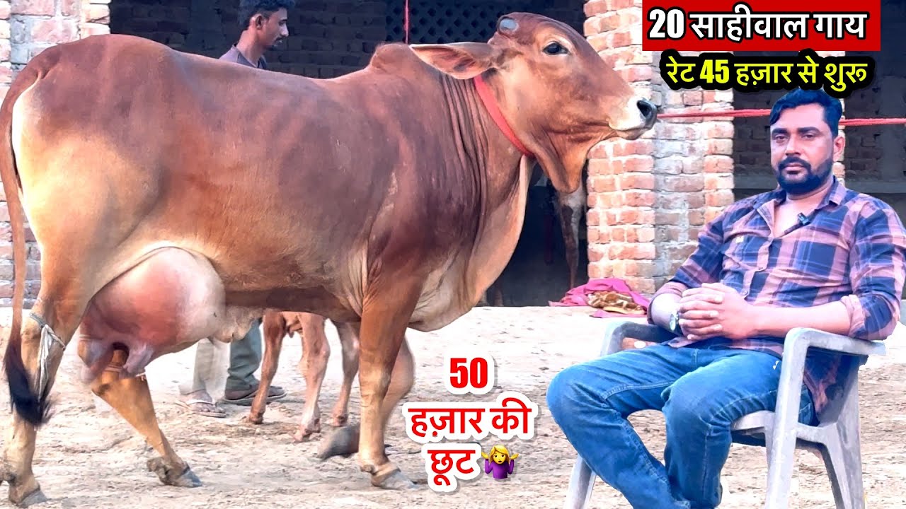45 हज़ार से रेट शुरू ॥ दूध 10 से 18 लीटर ॥ 20 साहीवाल गाय होती हैं फार्म पर 