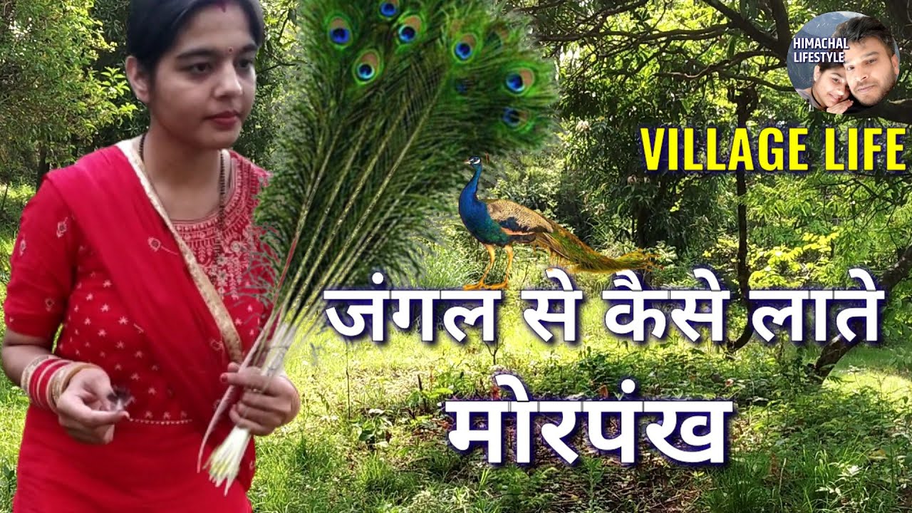 Peacock Feathers In Himachal Village Life जंगल से कैसे लाते मोरपंख