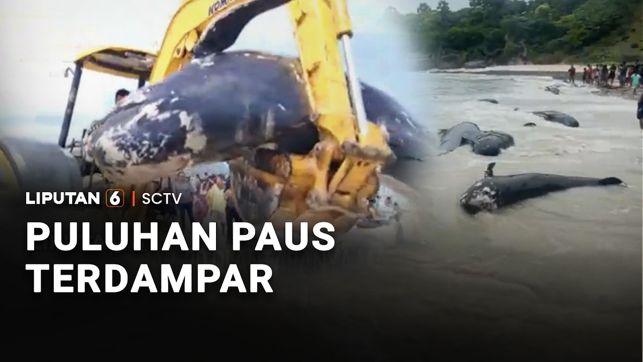 Puluhan Paus Terdampar | Liputan 6
