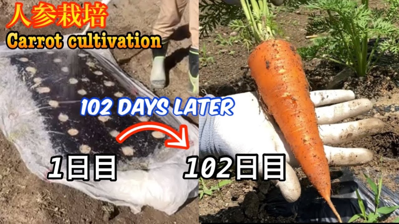 にんじん栽培【1㎡の野菜作り】Carrot cultivation！