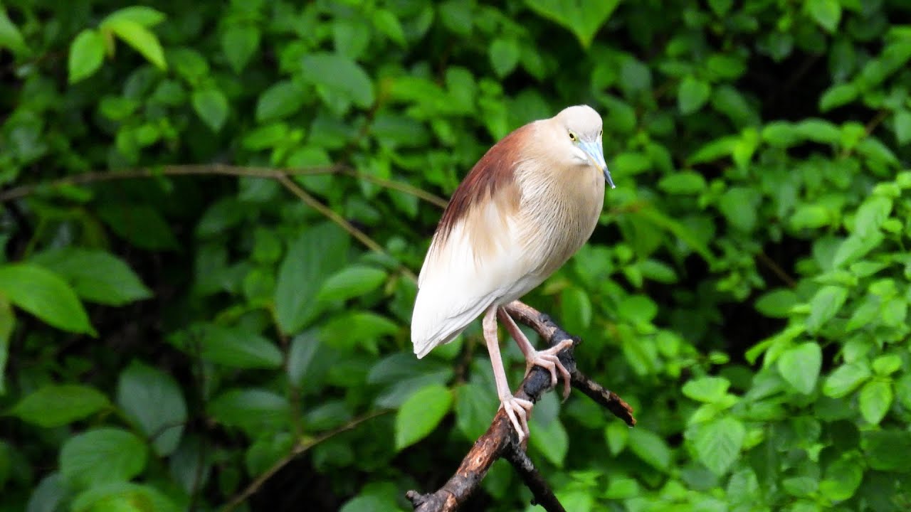 Pond Heron | INDIAN POND HERON | RARE BIRD | WILD LIFE VIDEOS