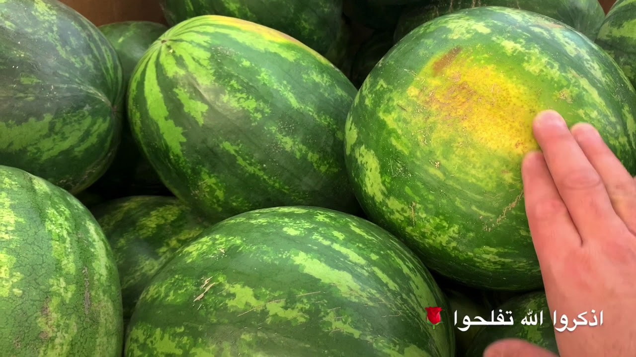كيف تختار الجح أو البطيخ أو الرقي ؟  ومتى لازم نرميها وما ناكلها ؟  ( فهد الشعيبي ، كلن بتوقيته )