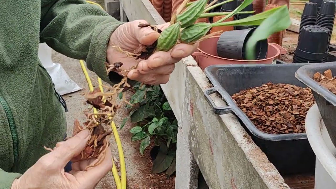 rinvaso della Coelogyne cristata, ecco come facciamo all'Orchideria di Morosolo, TUTORIAL