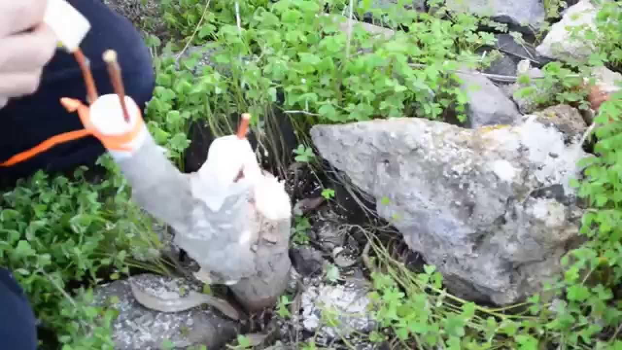 Εμβολιασμός άγριας αχλαδιάς σε ήμερη.