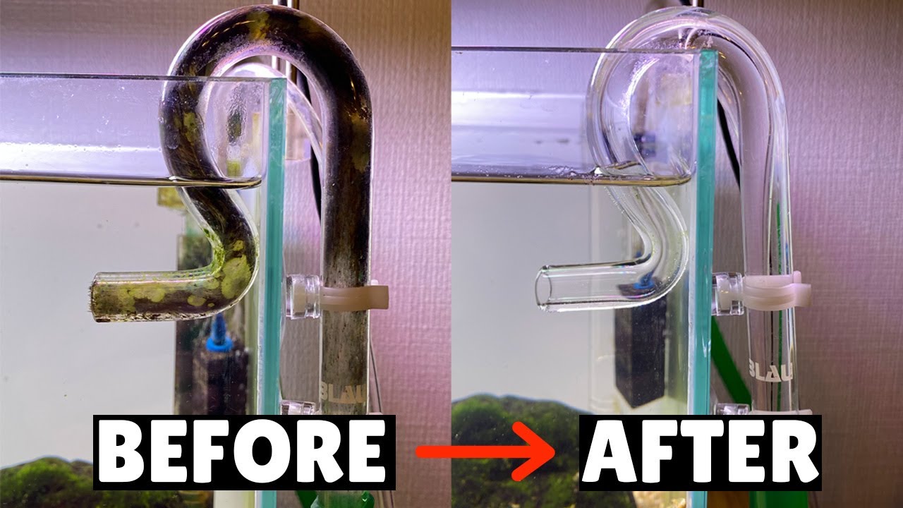 How To Clean Lilly Pipes! QUICK + EASY