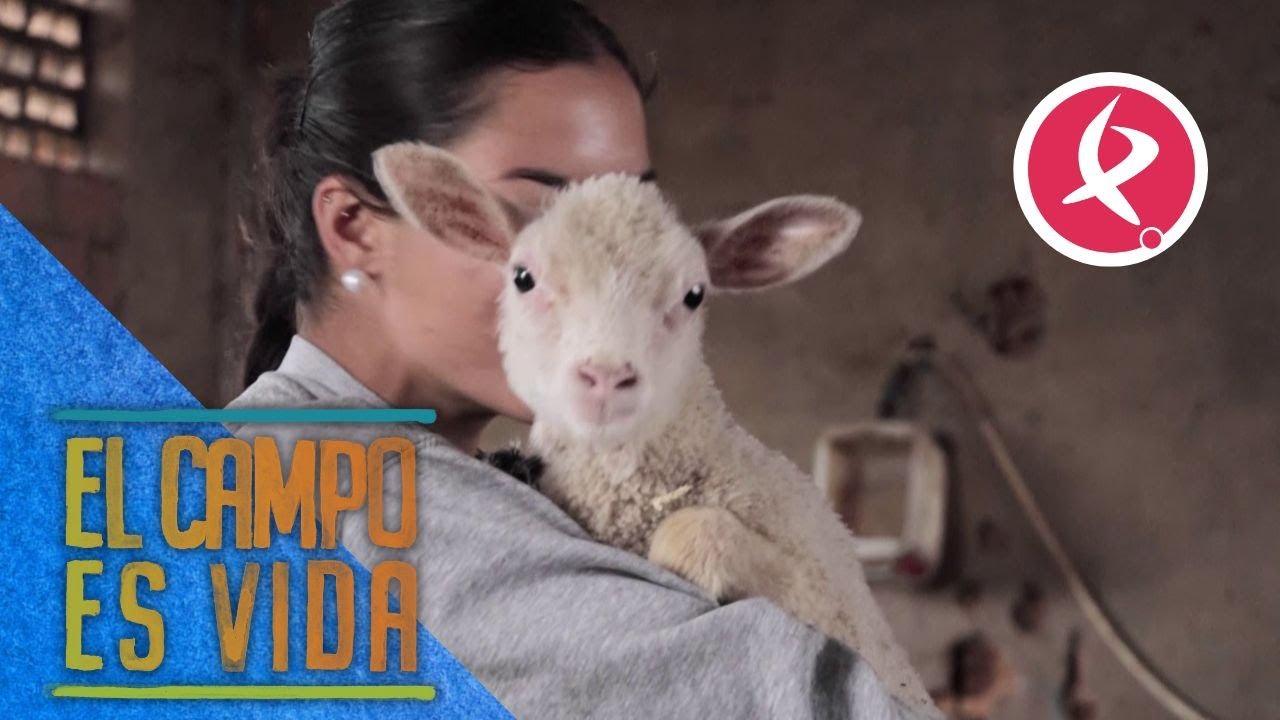 Los mamantones de Isabel y Lidia van cogiendo peso  | El campo es vida