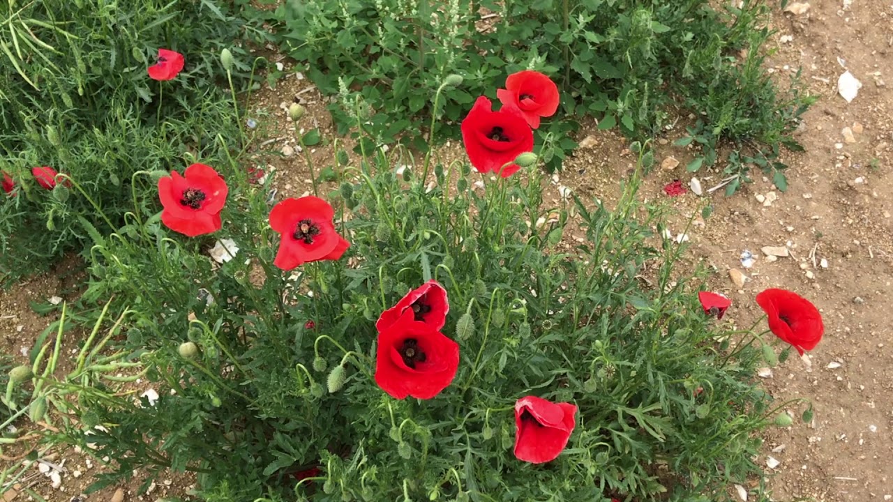 Les coquelicots