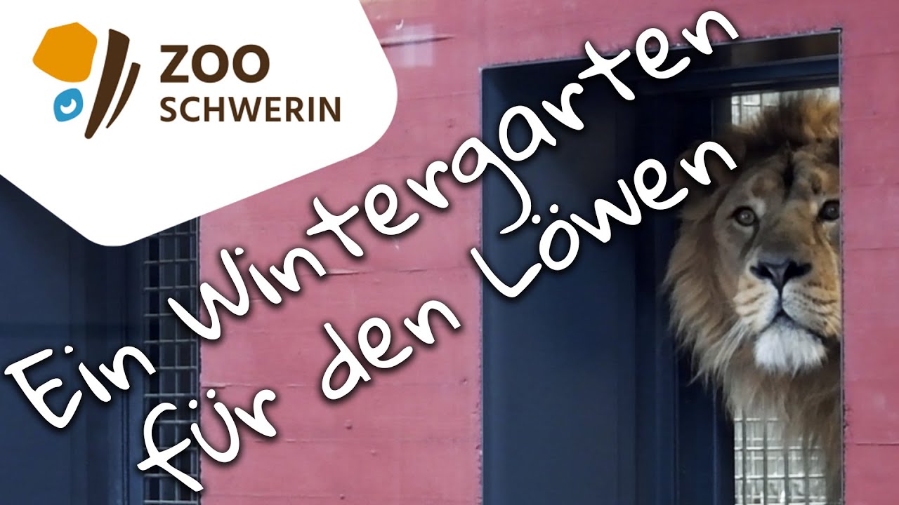 Ein Wintergarten für den Löwen - Zoo Schwerin - Zooleben 25