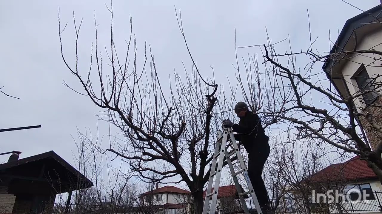 Tăierea la un cais de 25 ani pe rapid🍑✅🪚✂️🤗
