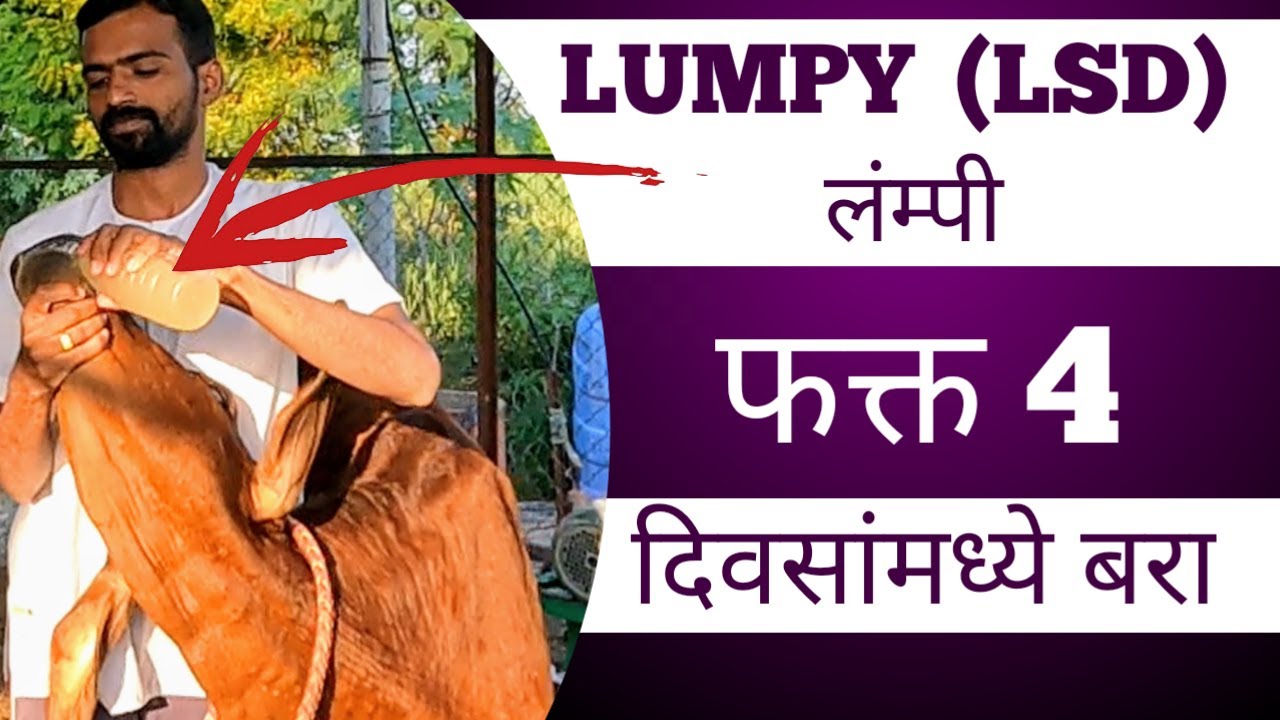 Lumpy (LSD) लंपी  4 दिवसात बरा केला, जखमांवर 24 तासात 100% result . Injection ची गरज नाही
