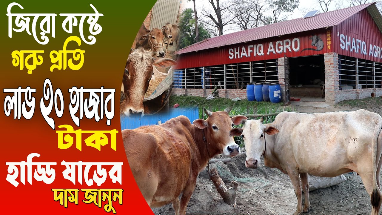 কম খরচে হাড্ডি ষাড় গরু মোটাতাজাকরণ | গরু প্রতি লাভ ২০ হাজার টাকা | Cow Fattening Farm -Safollo Kotha