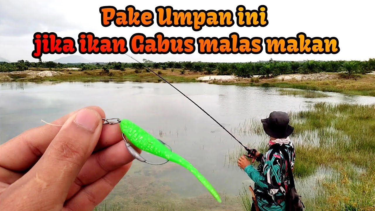 ASTAGA... INI UMPAN SENGGOL BACOK, SANGAT REKOMENDASI BUAT GABUS-GABUS YANG MALAS MAKAN